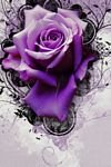 pic for Violet Rose 